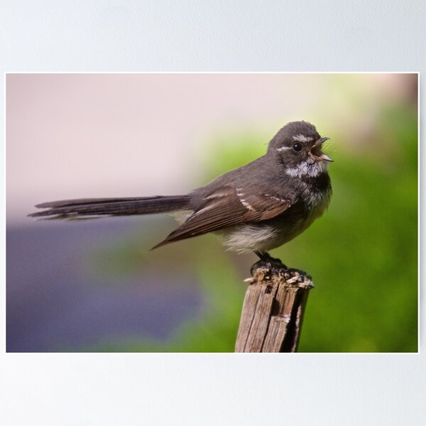 FANTAIL ~ Grey Fantail UPws5FqN by David Irwin Poster