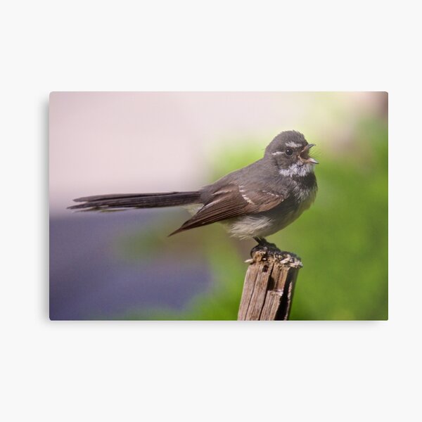 FANTAIL ~ Grey Fantail UPws5FqN by David Irwin Metal Print