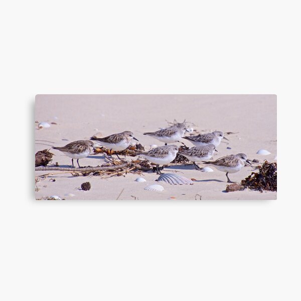Item preview, SHOREBIRD ~ Stint 7HFu2koQ by David Irwin designed and sold by tasmanianartist.
