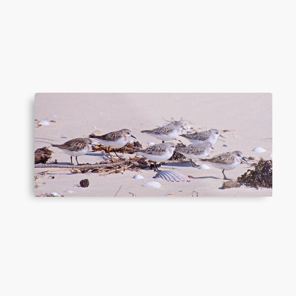 SHOREBIRD ~ Stint 7HFu2koQ by David Irwin Metal Print