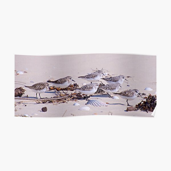 SHOREBIRD ~ Stint by David Irwin Poster