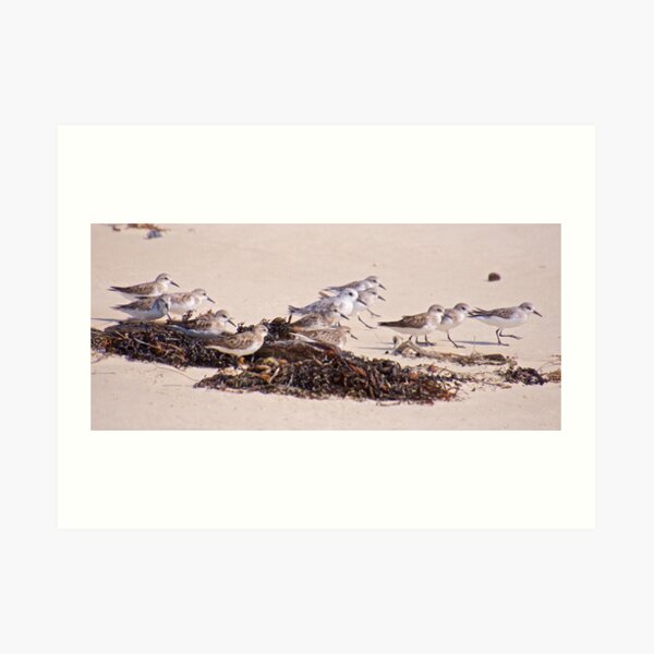SHOREBIRD ~ Stint and Red Knot by David Irwin Art Print