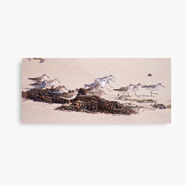 SHOREBIRD ~ Stint h8LkfQtj and Red Knot by David Irwin Metal Print