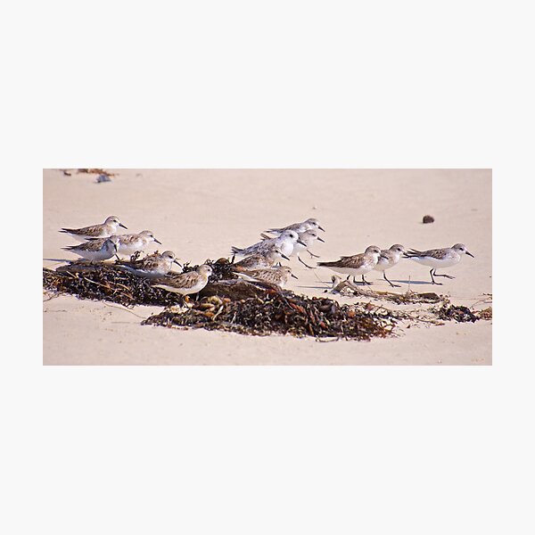 SHOREBIRD ~ Stint h8LkfQtj and Red Knot by David Irwin Photographic Print