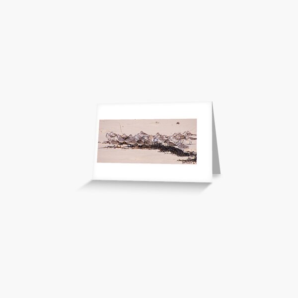 SHOREBIRD ~ Stint zsPnSnBs by David Irwin Greeting Card
