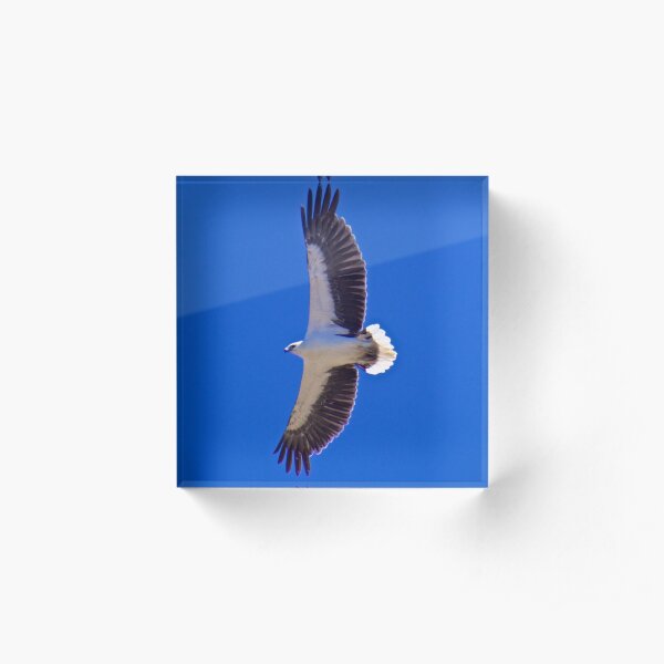 RAPTOR ~ White-bellied Sea-Eagle by David Irwin ~ WO Acrylic Block
