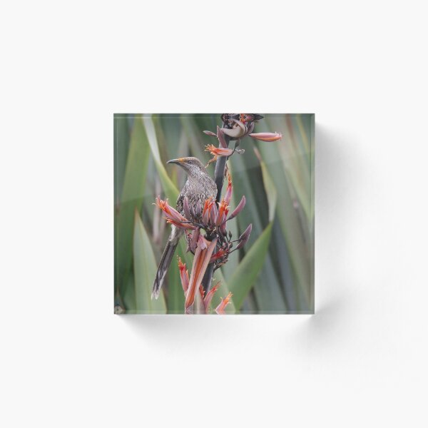 HONEYEATER ~ Little Wattlebird by David Irwin Acrylic Block