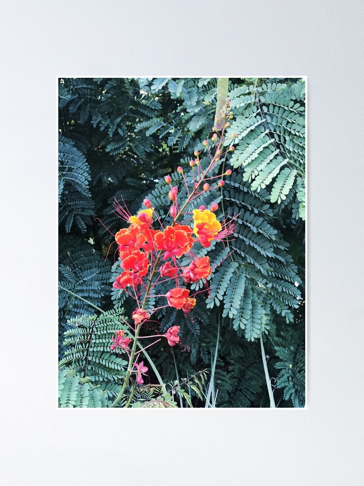 Póster «Pájaro rojo mexicano del paraíso» de GilfordStudio | Redbubble