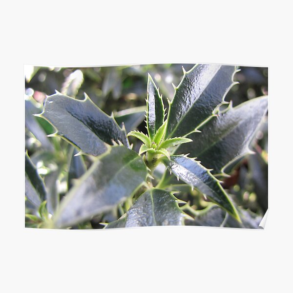 New holly leaves for Christmas Poster