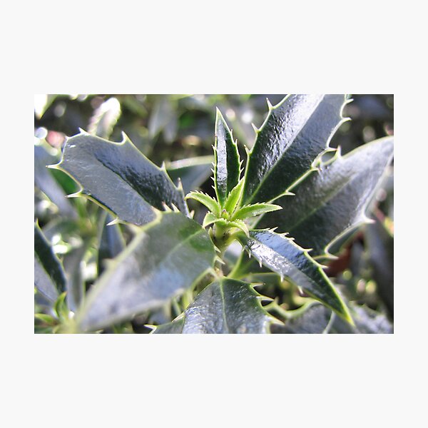 New holly leaves for Christmas Photographic Print