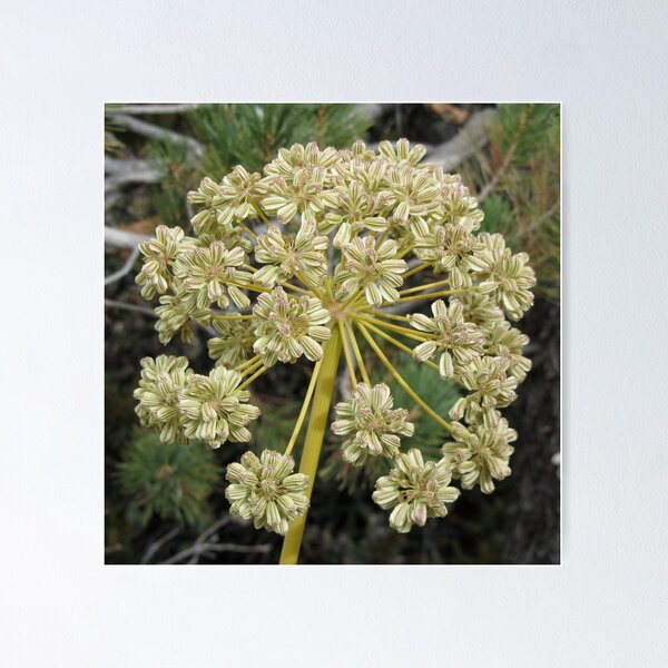 Item preview, White wildflower, eastern Sierra designed and sold by David Galson.