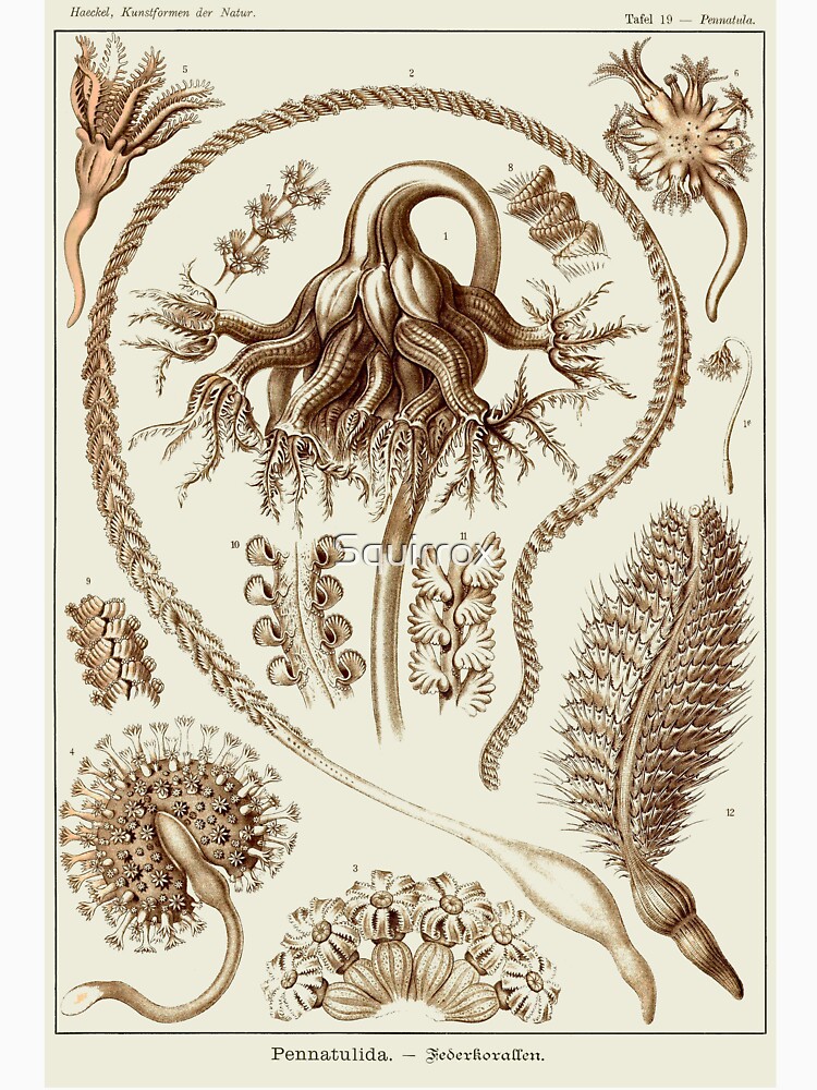 Thumbnail 7 of 7, Classic T-Shirt, Plate 19. Sea Pens, long slender colonial organisms related to jellyfish. designed and sold by Squirrox.