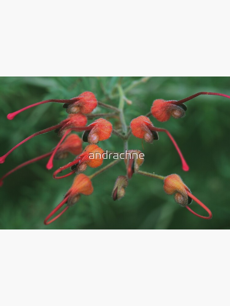 Grevillea batrachioides by andrachne