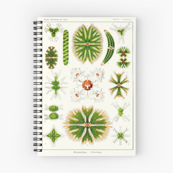 Item preview, Plate 24. Desmids. Microscopic green algae. designed and sold by Squirrox.