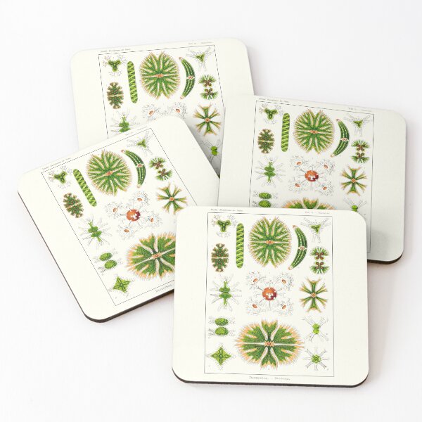 Item preview, Plate 24. Desmids. Microscopic green algae. designed and sold by Squirrox.