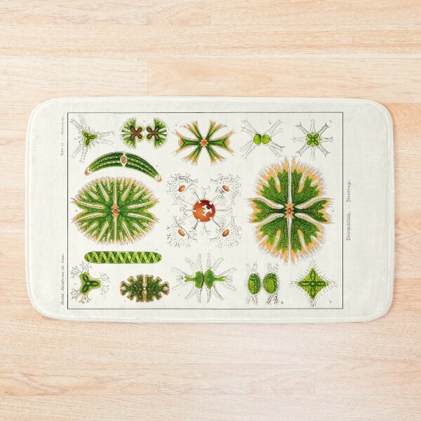 Item preview, Plate 24. Desmids. Microscopic green algae. designed and sold by Squirrox.
