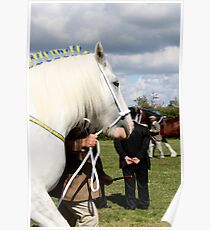 White Shire Winner Poster