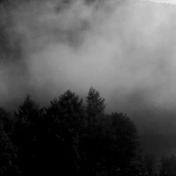 Artwork thumbnail, Misty Morning by Rees Adams