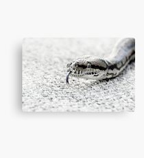 Trousers Canvas Print