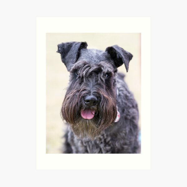 Black Miniature Schnauzer Art Print