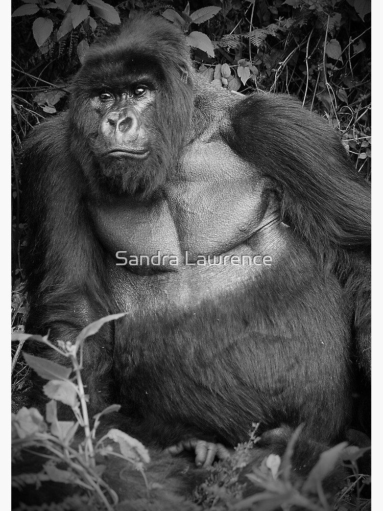 Silverback by sandrafarrow