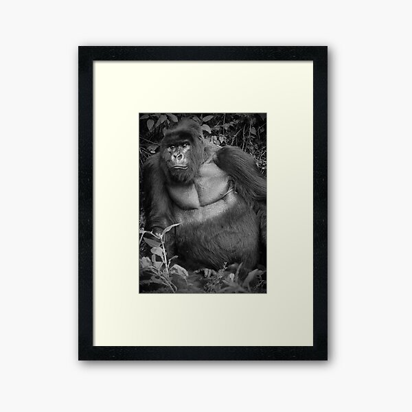 Silverback Framed Art Print