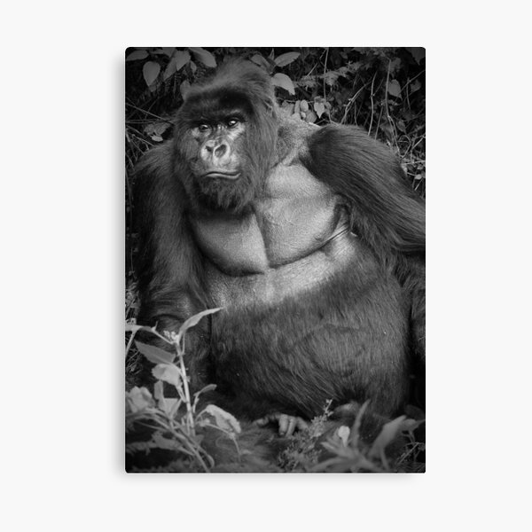 Silverback Canvas Print