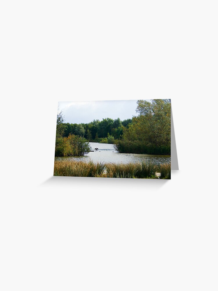 Thumbnail 1 of 2, Greeting Card, Great Cormorant's Autumn Stadium designed and sold by steppeland.