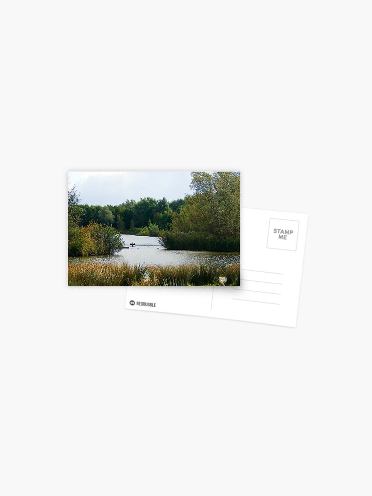 Thumbnail 1 of 2, Postcard, Great Cormorant's Autumn Stadium designed and sold by steppeland.