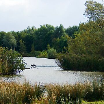 Artwork thumbnail, Great Cormorant's Autumn Stadium by steppeland
