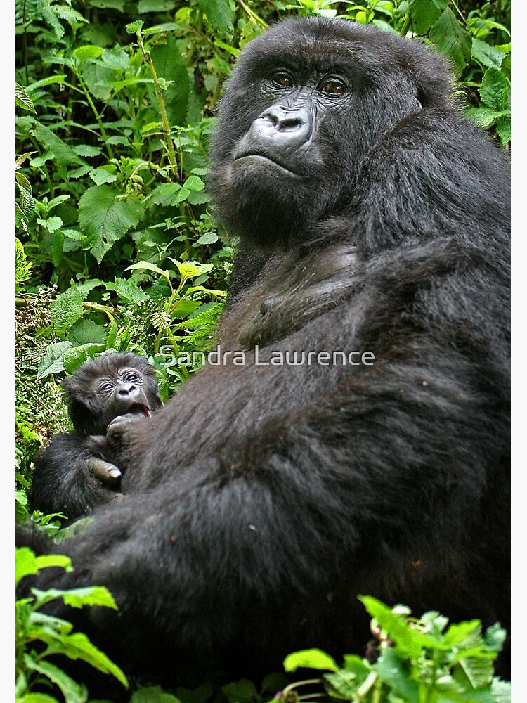 Gorilla Momma by sandrafarrow
