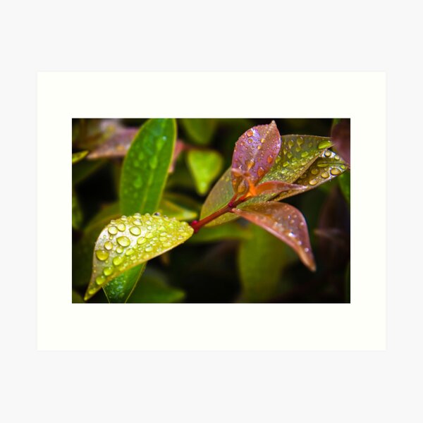 droplets_6 Art Print