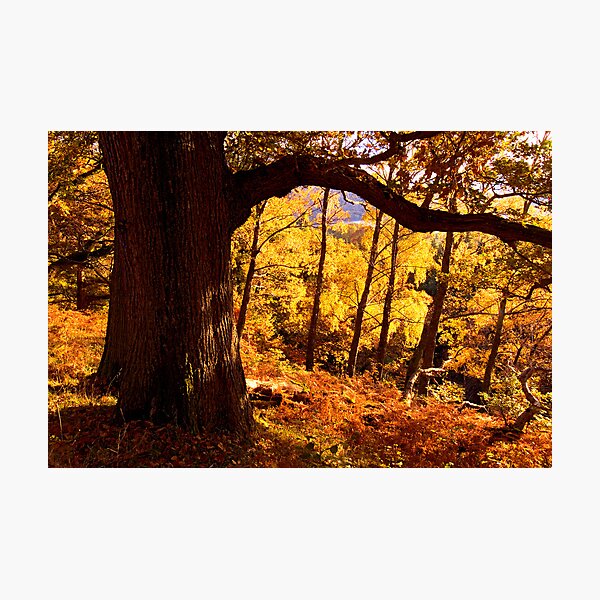 Autumn colours near Ullswater - The Lake District Photographic Print