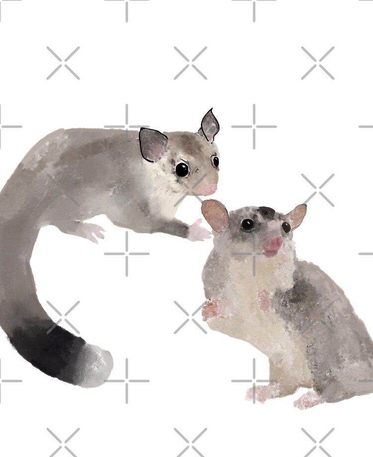 standard grey sugar glider