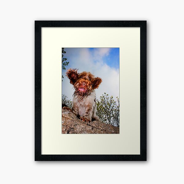 Hello down there! Spinone Framed Art Print