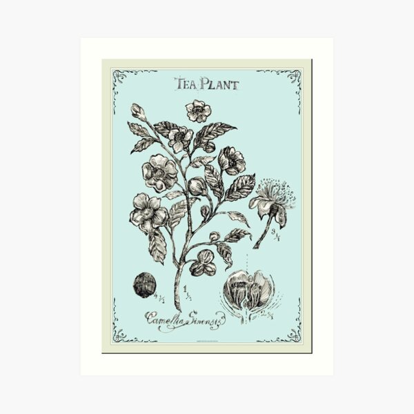 Vector background with hand drawn chinese tea plant illustration. posters  for the wall • posters vintage, vector, tree | myloview.com