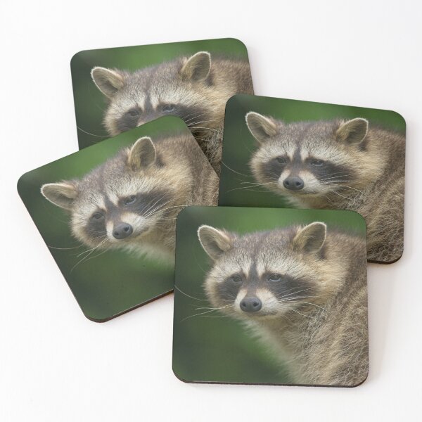 Item preview, Raccoon designed and sold by rawshutterbug.