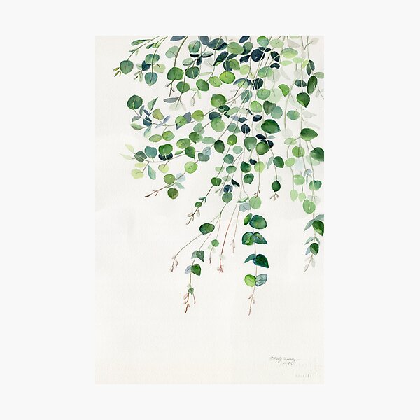 Eucalyptus Watercolor Photographic Print