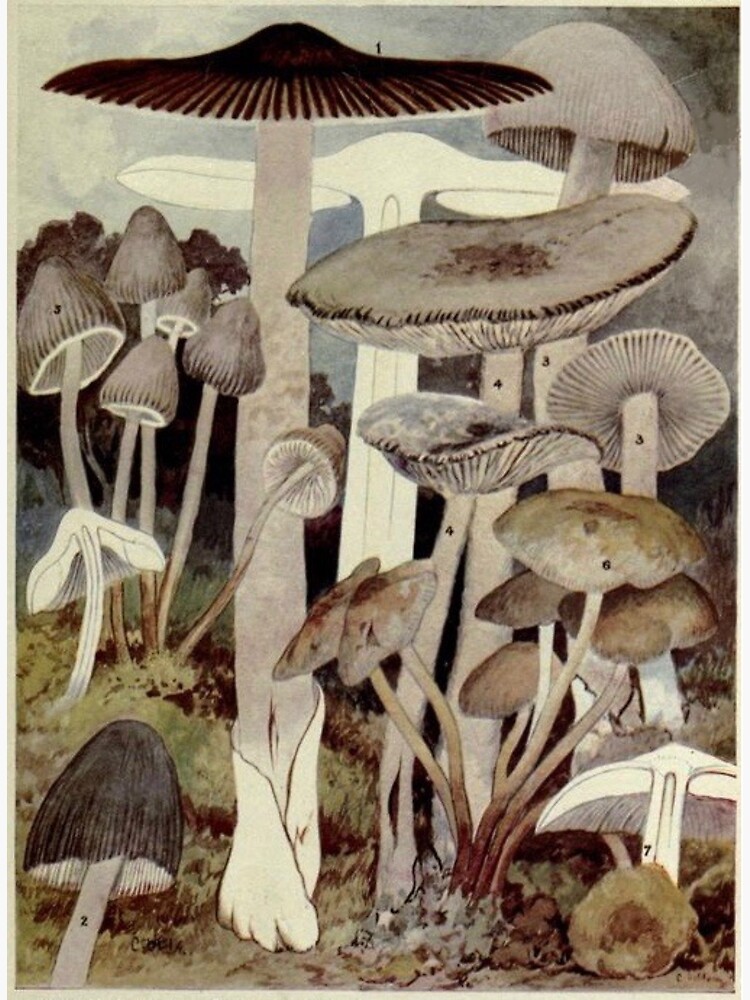 Thumbnail 3 of 3, Photographic Print, Vintage Mushroom Illustration designed and sold by bluespecsstudio.