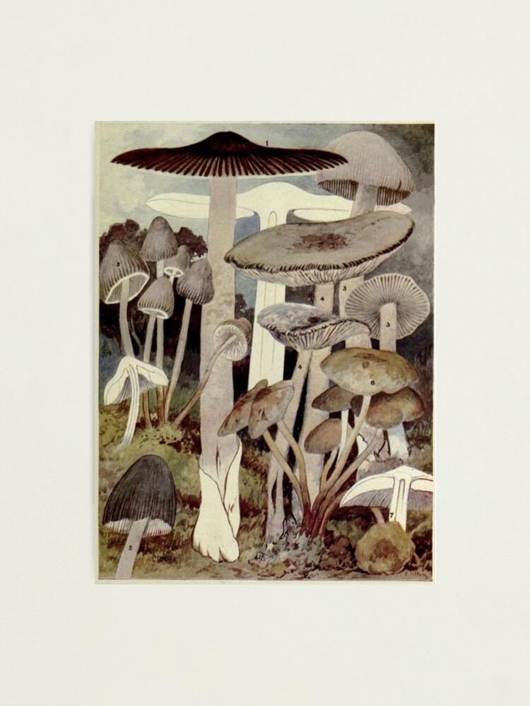 Thumbnail 2 of 3, Photographic Print, Vintage Mushroom Illustration designed and sold by bluespecsstudio.