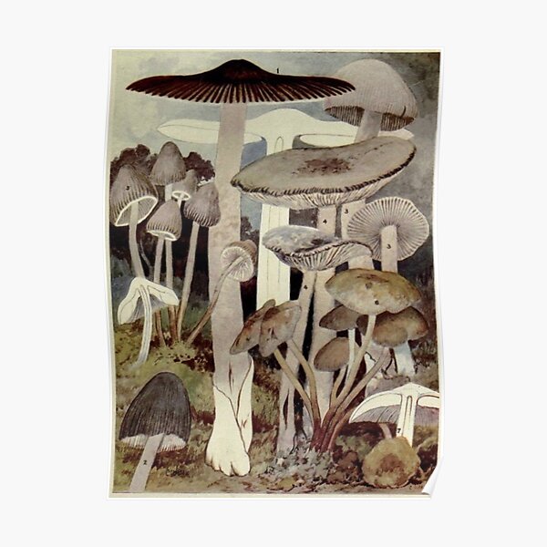 Vintage Mushroom Illustration Poster
