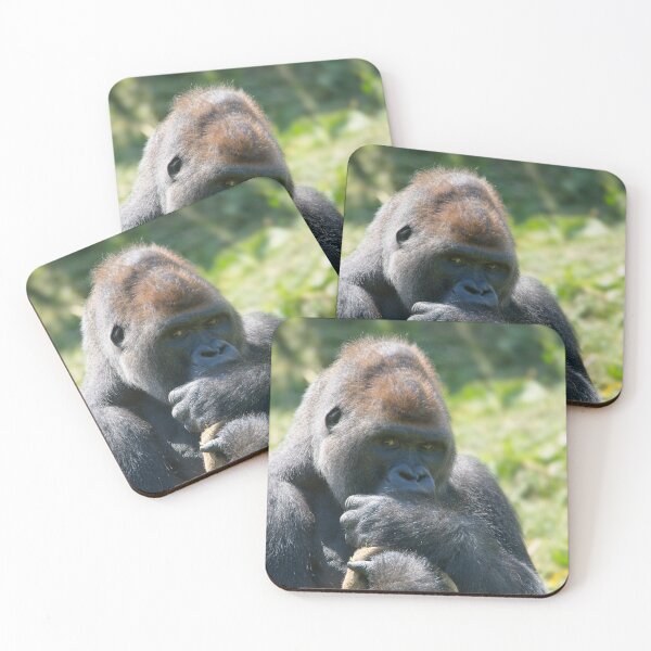 Item preview, Silverback Gorilla And His Blanket designed and sold by rawshutterbug.