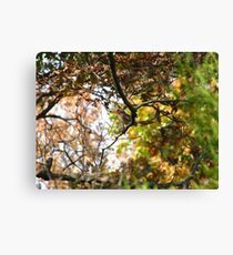 Northern Cardinal (Cardinalis cardinalis) 10 Canvas Print