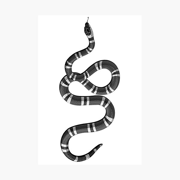 gucci snake black and white