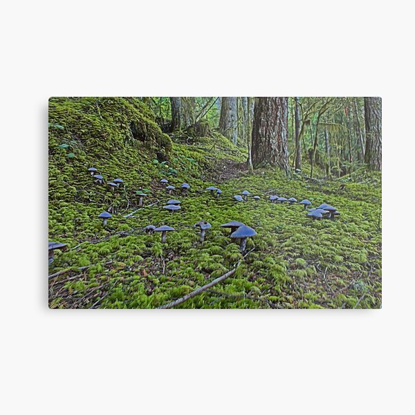 Fairy Ring Metal Print