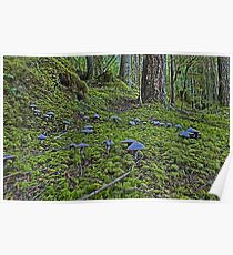 Fairy Ring Poster