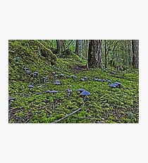 Fairy Ring Photographic Print