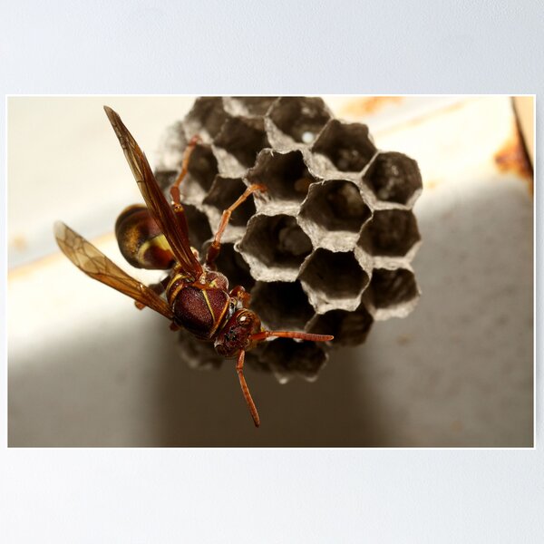 Item preview, Paper Wasp designed and sold by burnettbirder.