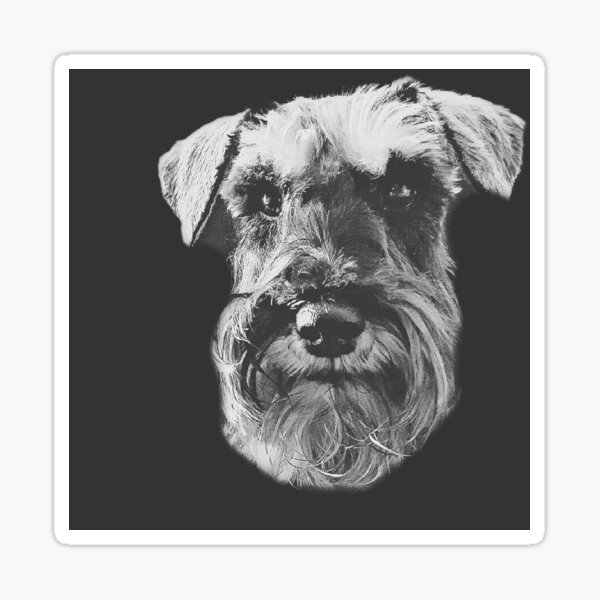 Miniature Schnauzer Puppy Dog Sticker