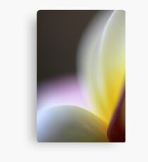 late afternoon glow Canvas Print